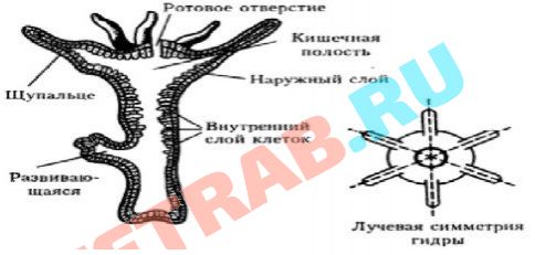 Kra35.cc